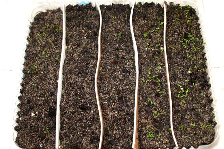 Рассада клубники