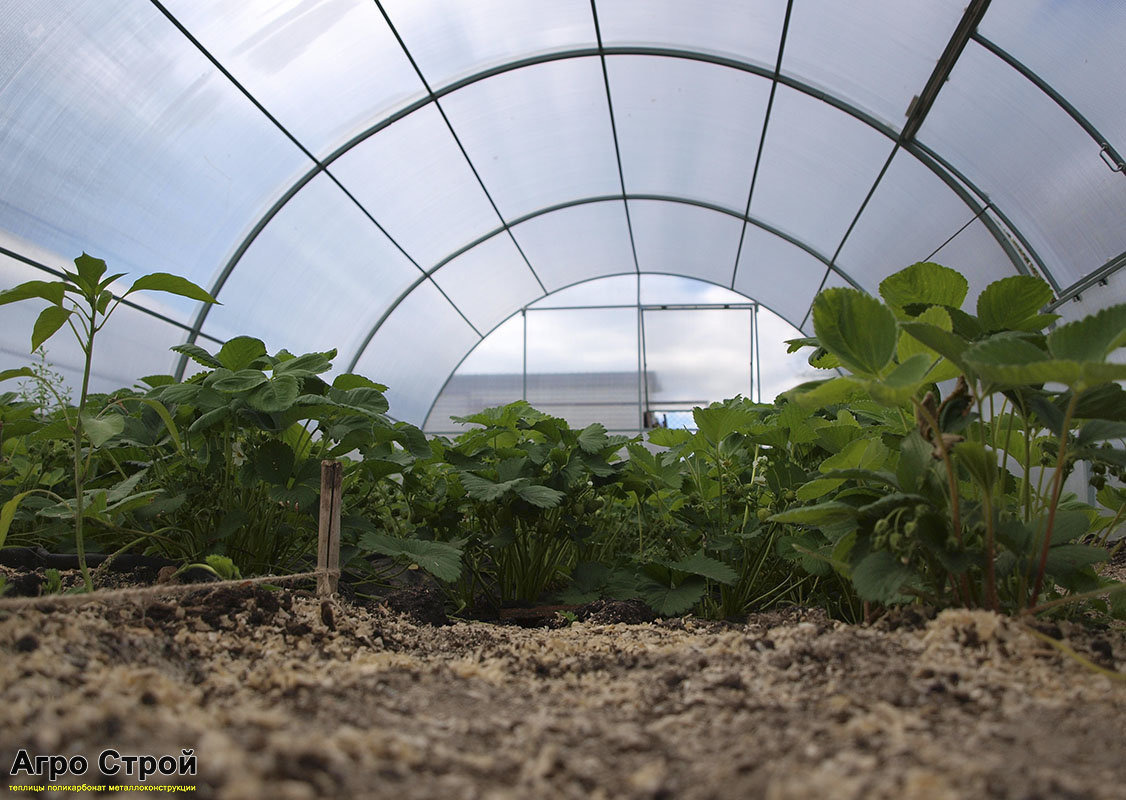 Выращивание клубники в теплице