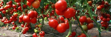 Здоровые и вкусные помидоры круглый год!